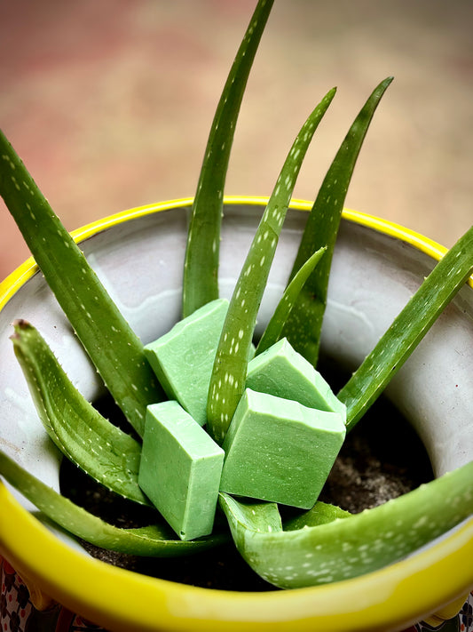 Aloe Vera